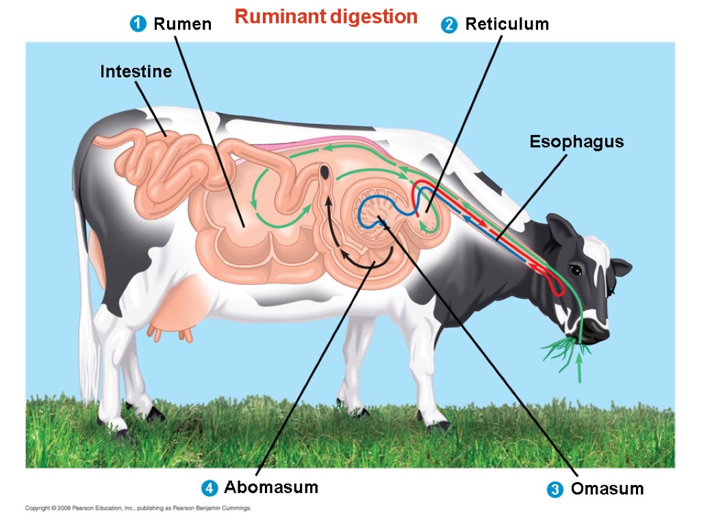 Ruminant digestion Esophagus Omasum Abomasum Intestine Rumen Reticulum 1 2 4 3